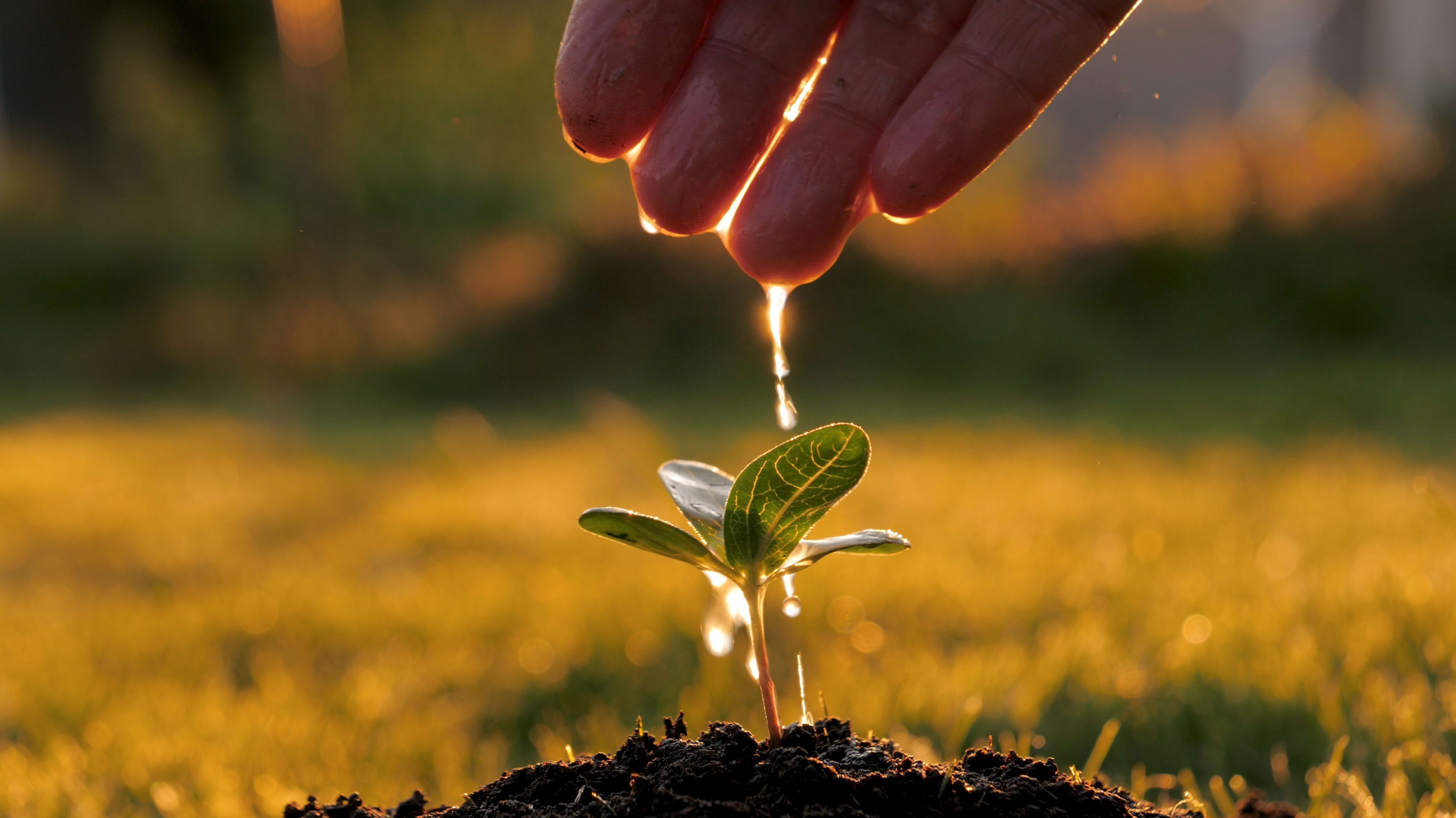 Plant growth and innovation